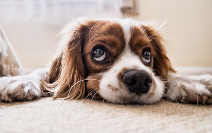 Are These Pet Poisons In Your Home?