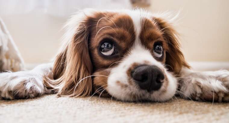 Are These Pet Poisons In Your Home?