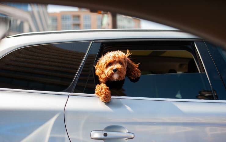 Don’t Leave Your Pets in a Parked Car