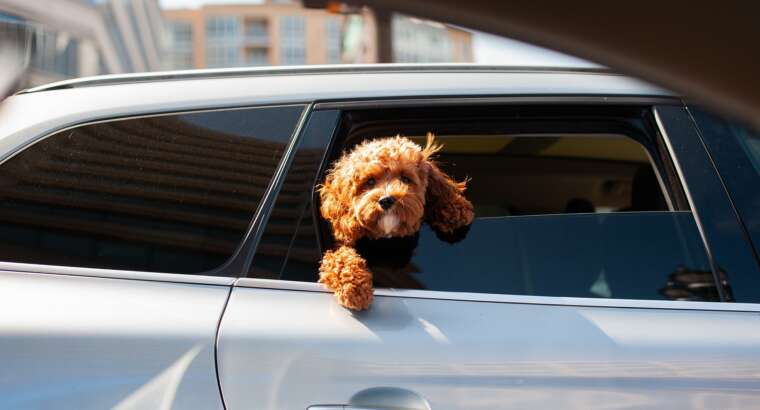 Don’t Leave Your Pets in a Parked Car