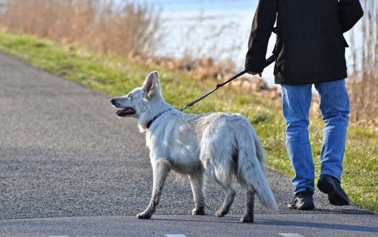 Dog Walking Helps Keep Your Dog Sane