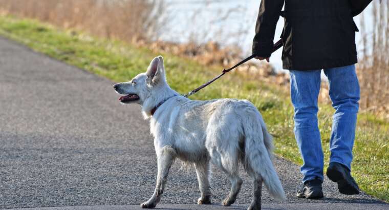 Dog Walking Helps Keep Your Dog Sane