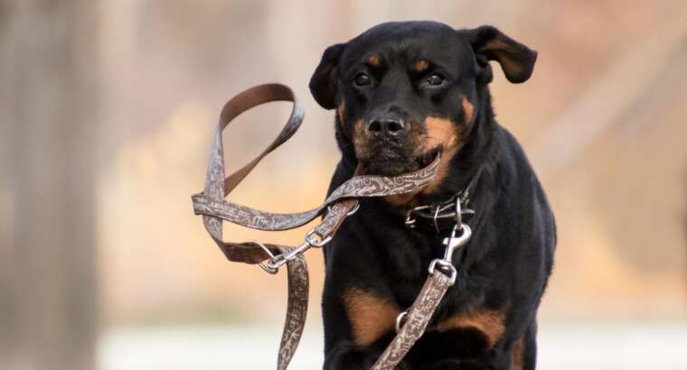 Group Off-Leash Adventures